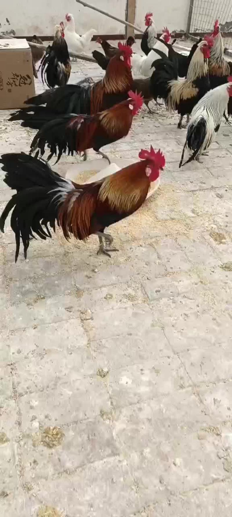 大型婆罗门鸡