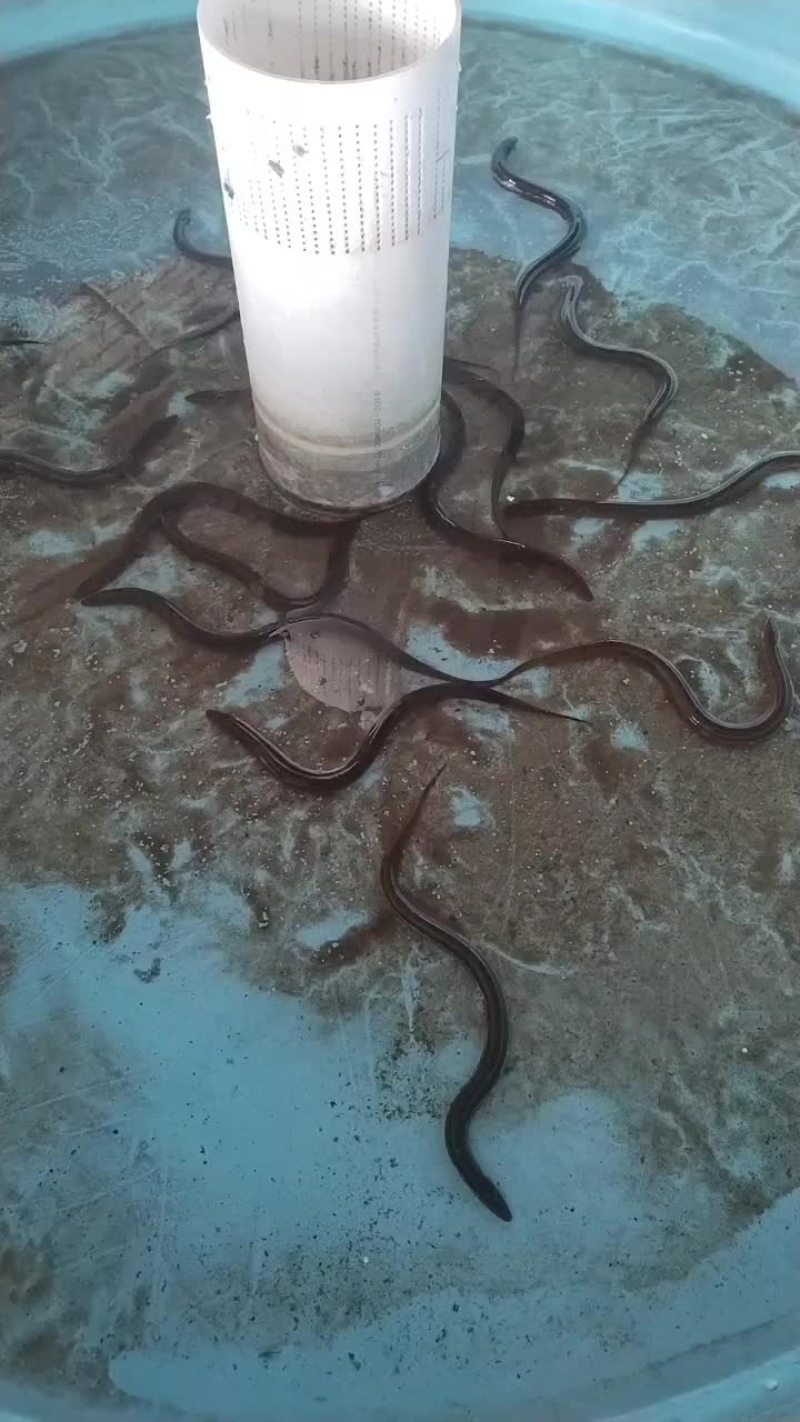 黄鳝