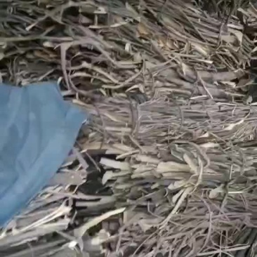 合欢皮20顿