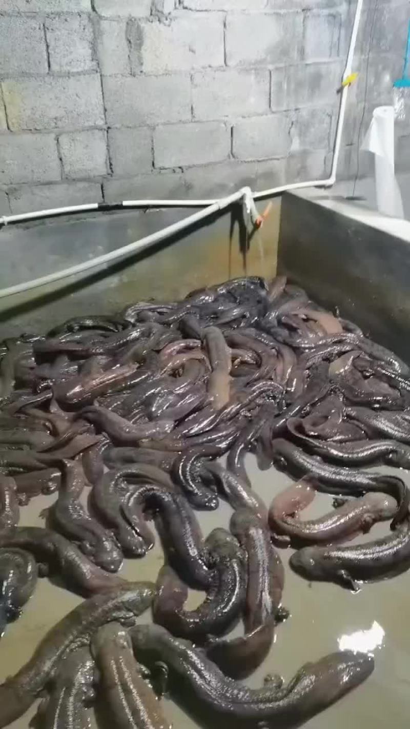 娃娃鱼，贵州冷水娃娃鱼，
