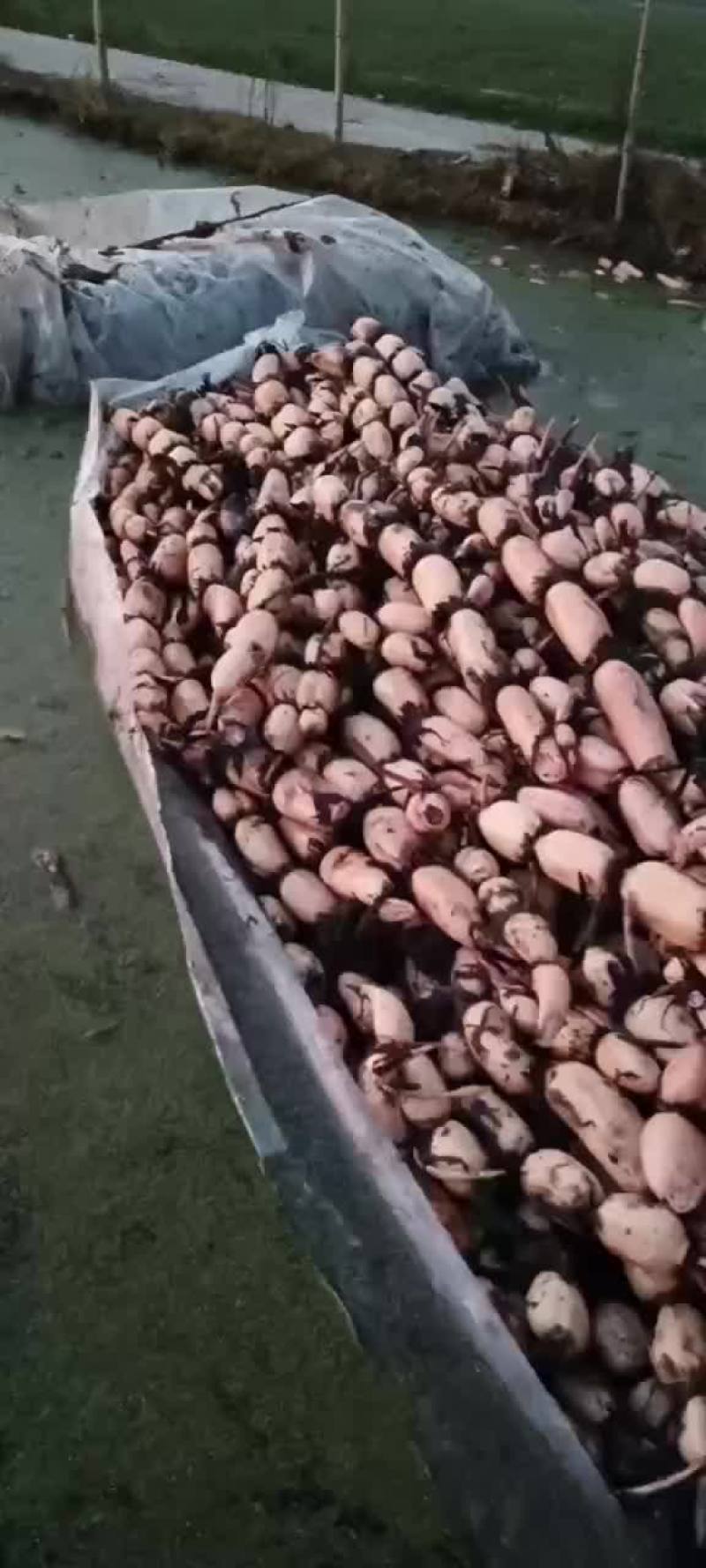 精品大地红价格优惠，货好没话说