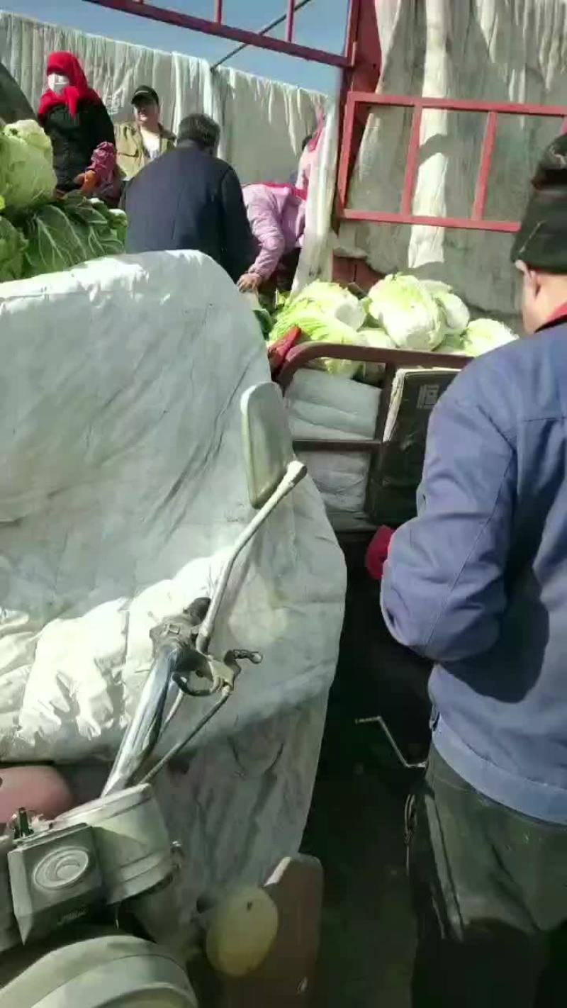白菜