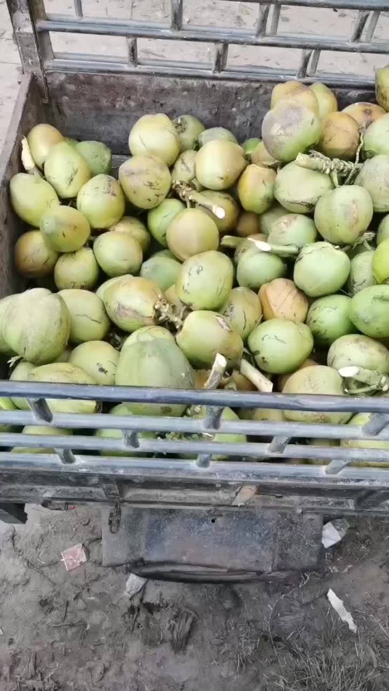 海南精品果