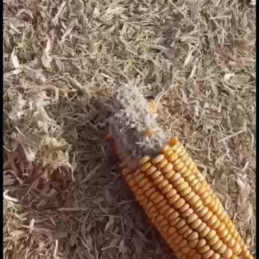 玉米柔丝草块