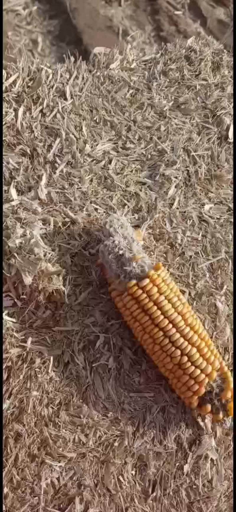 玉米柔丝草块