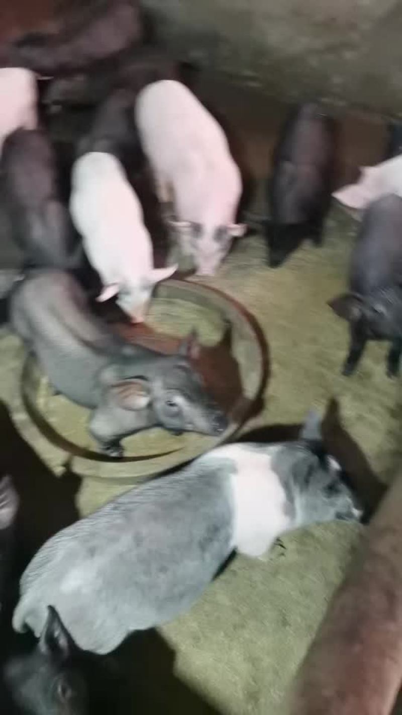 猪仔