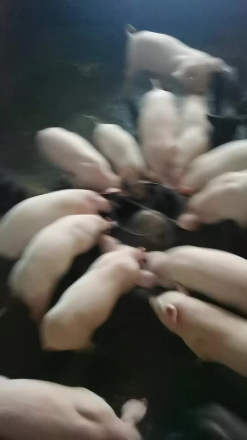 猪仔