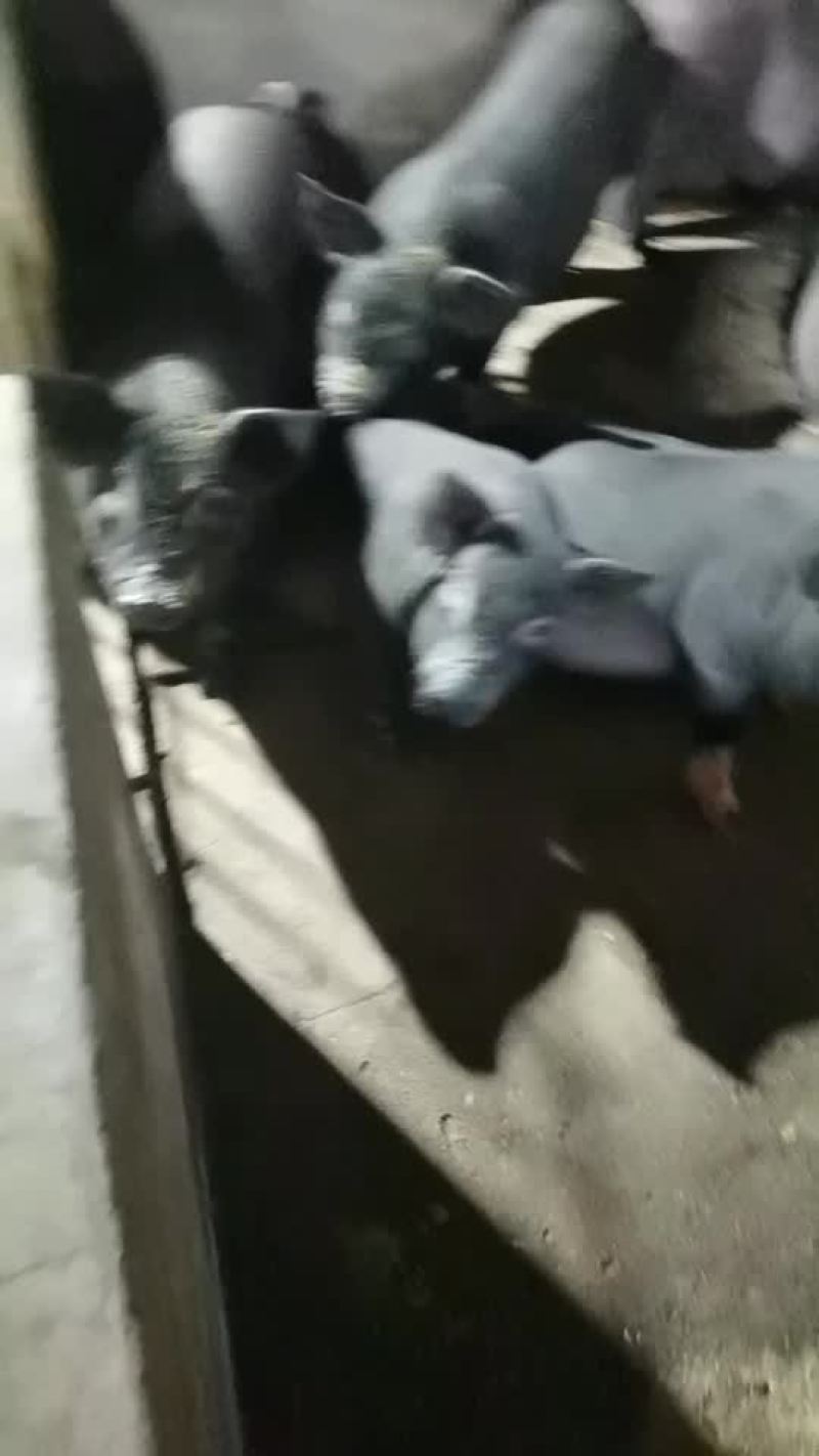 猪仔