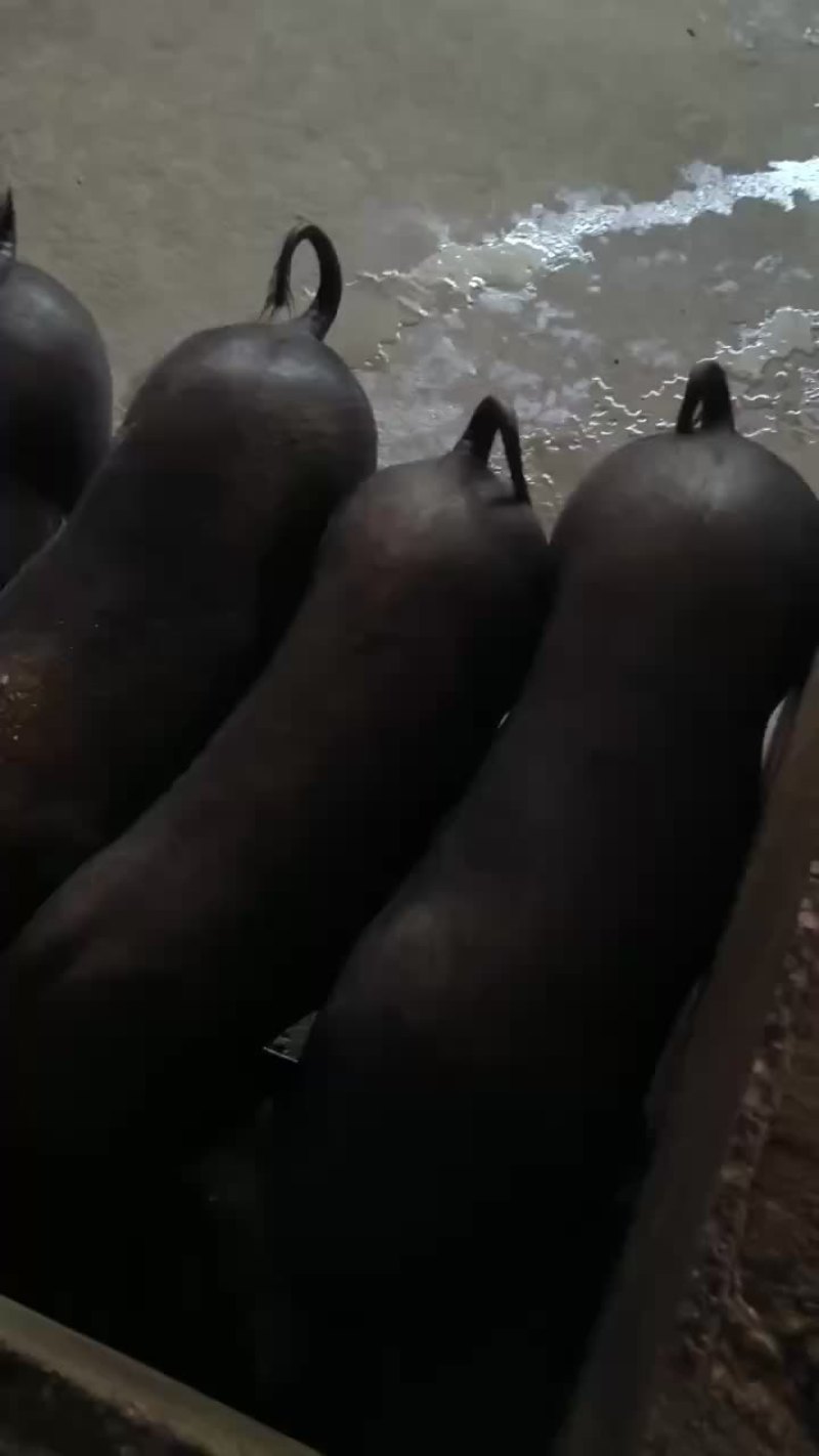 可开发票，三元杂，品质优良，接种疫苗齐全，欢迎下单。
