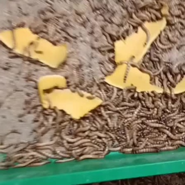 大麦虫，蛋白虫