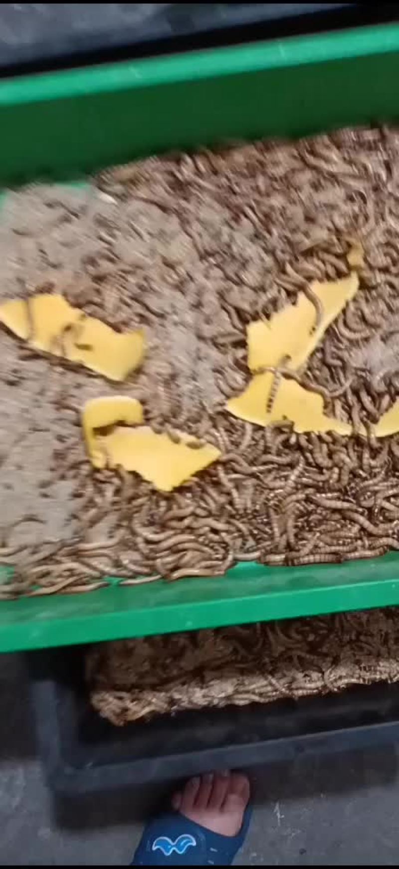 大麦虫，蛋白虫