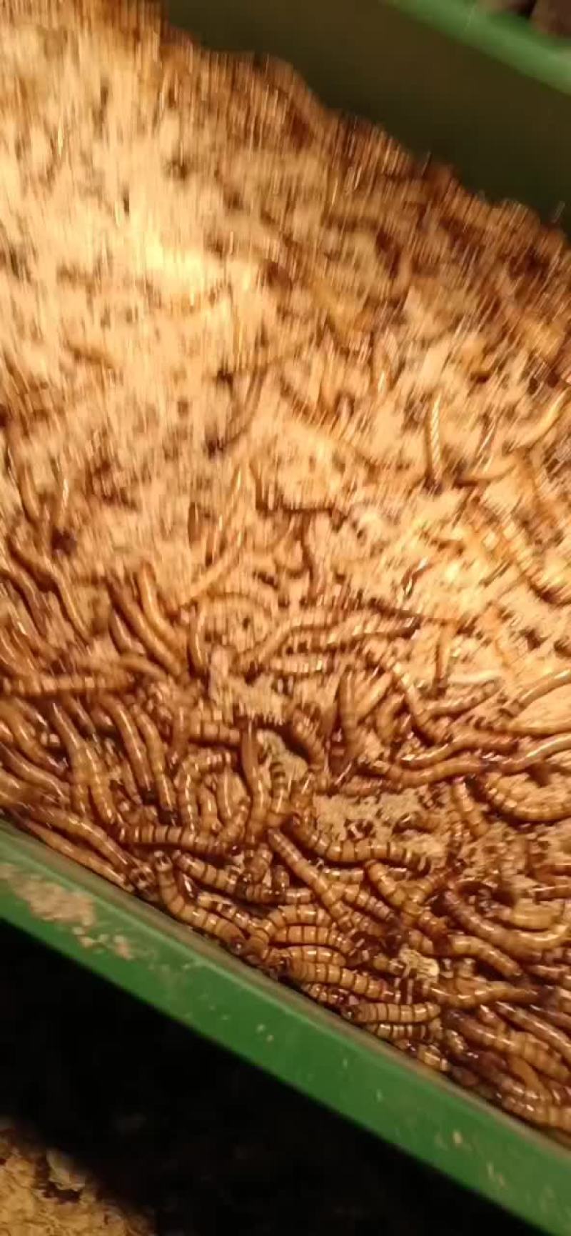 大麦虫，蛋白虫
