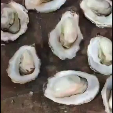 三倍体小生蚝
