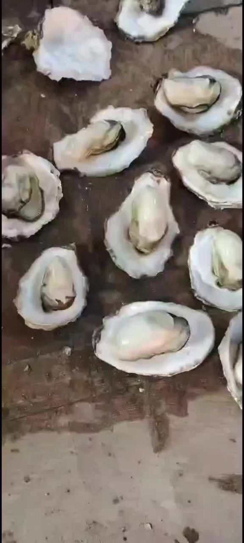 三倍体小生蚝