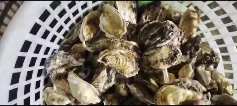 三倍体小生蚝