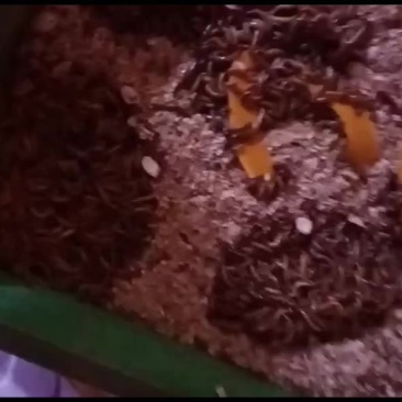 大麦虫蛋白虫