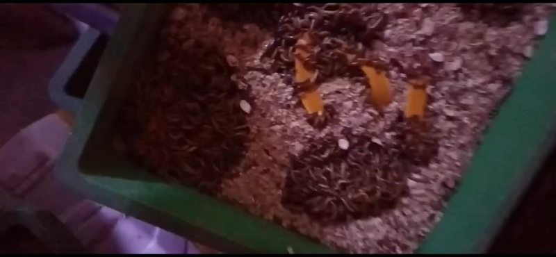 大麦虫蛋白虫