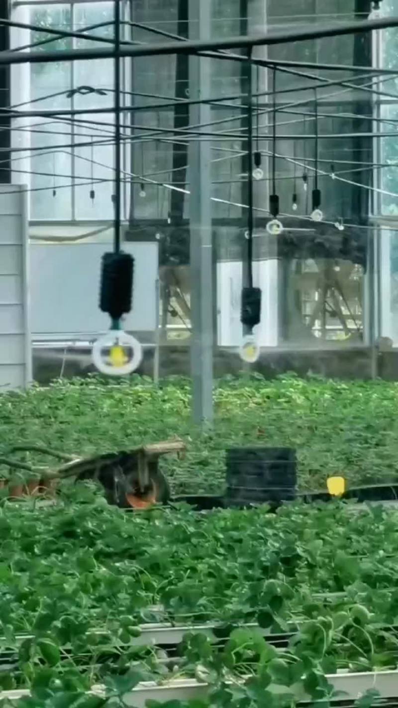 大棚吊挂微喷果树滴灌果树微喷