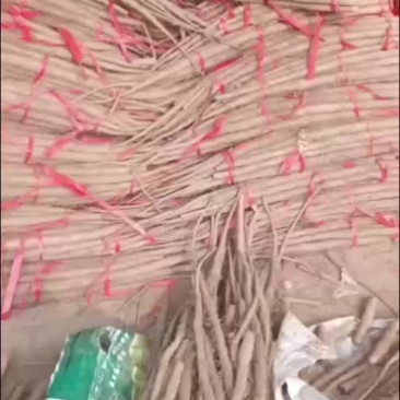 铁棍山药通货40起步