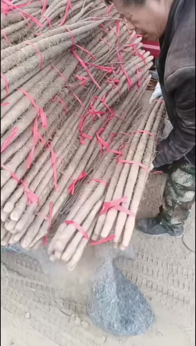 铁棍山药通货40起步