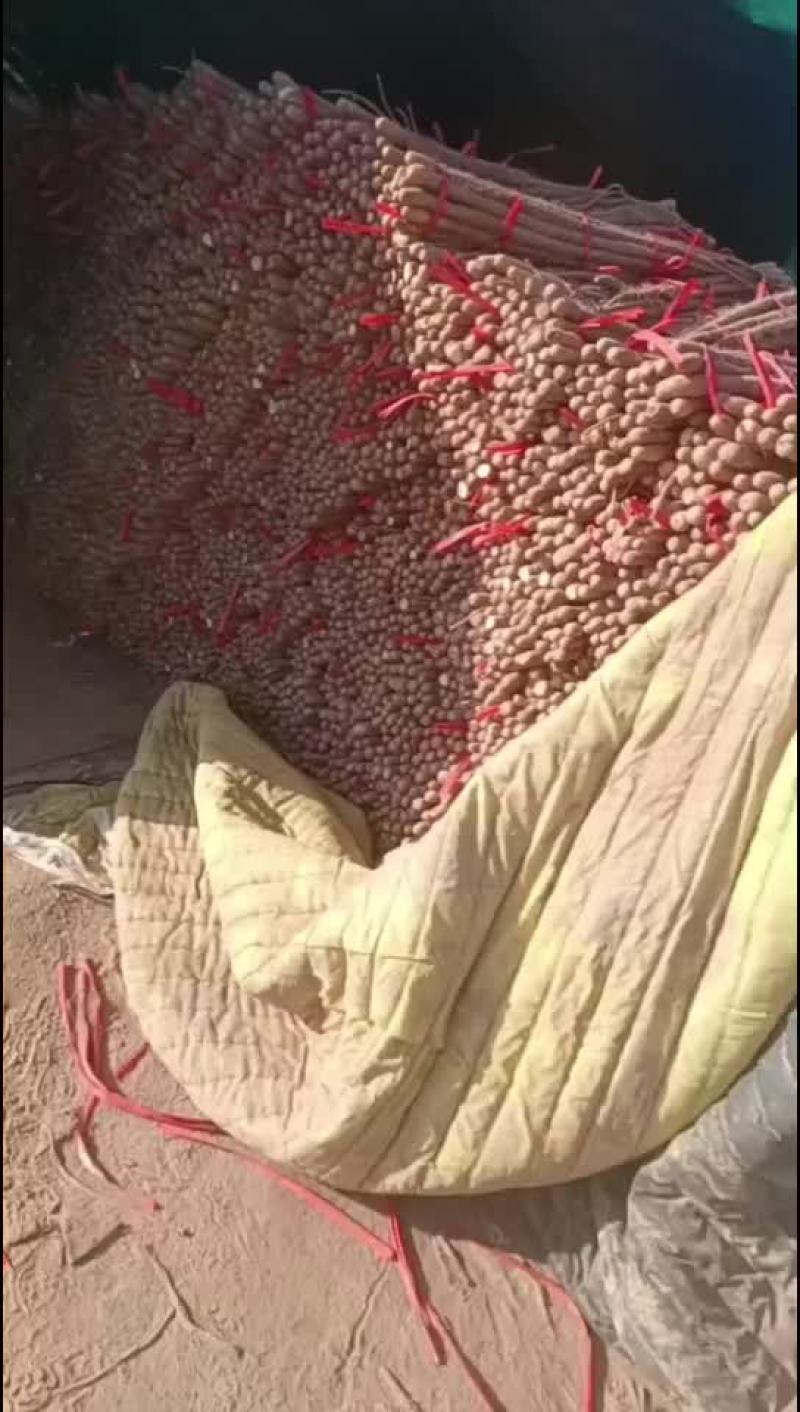 铁棍山药通货40起步