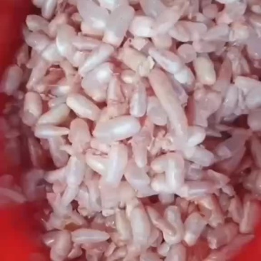 新鲜鱼泡