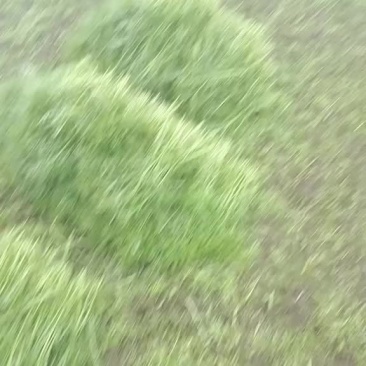 我是江苏泗阳芦蒿基地，想卖芦蒿