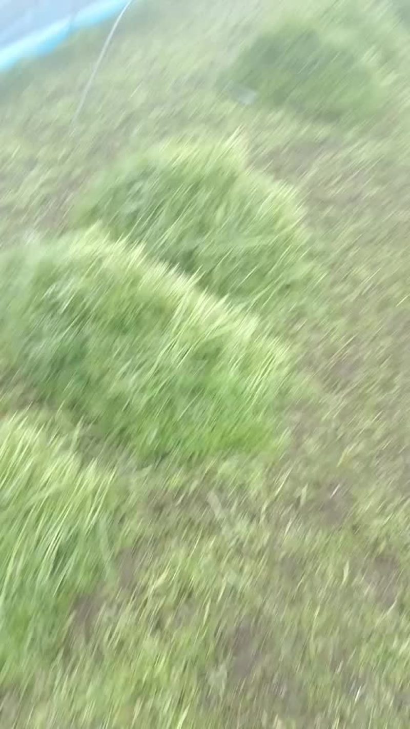 我是江苏泗阳芦蒿基地，想卖芦蒿