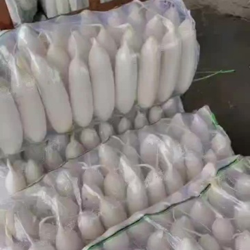 陕西，精品白罗卜