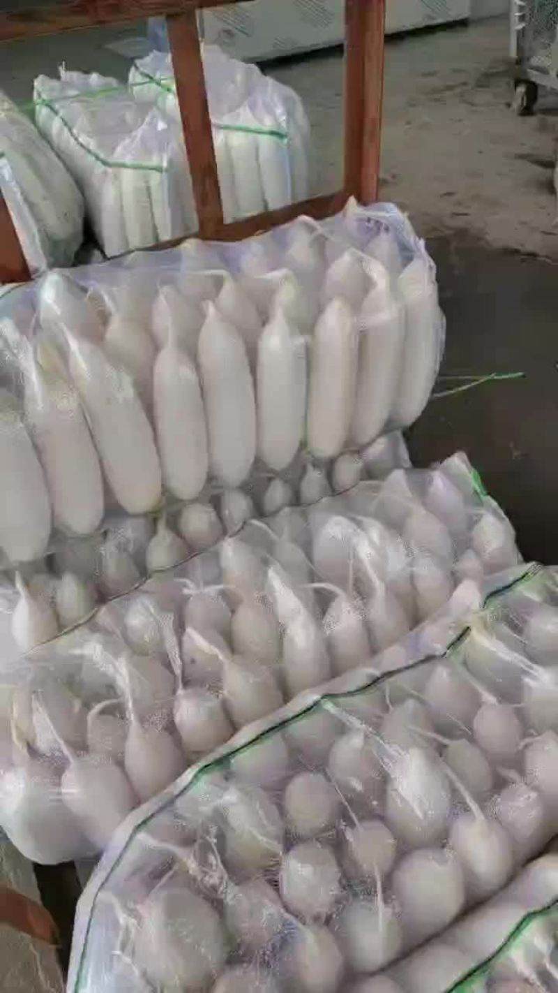 陕西，精品白罗卜