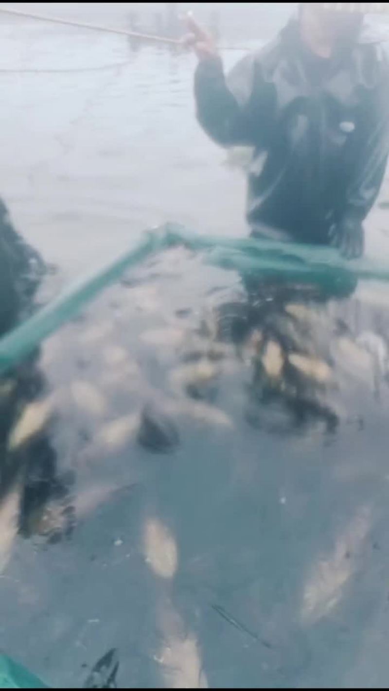 珍珠龙胆石斑鱼