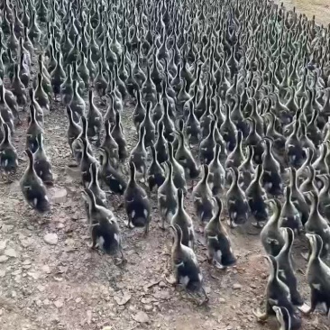 出壳苗斤苗