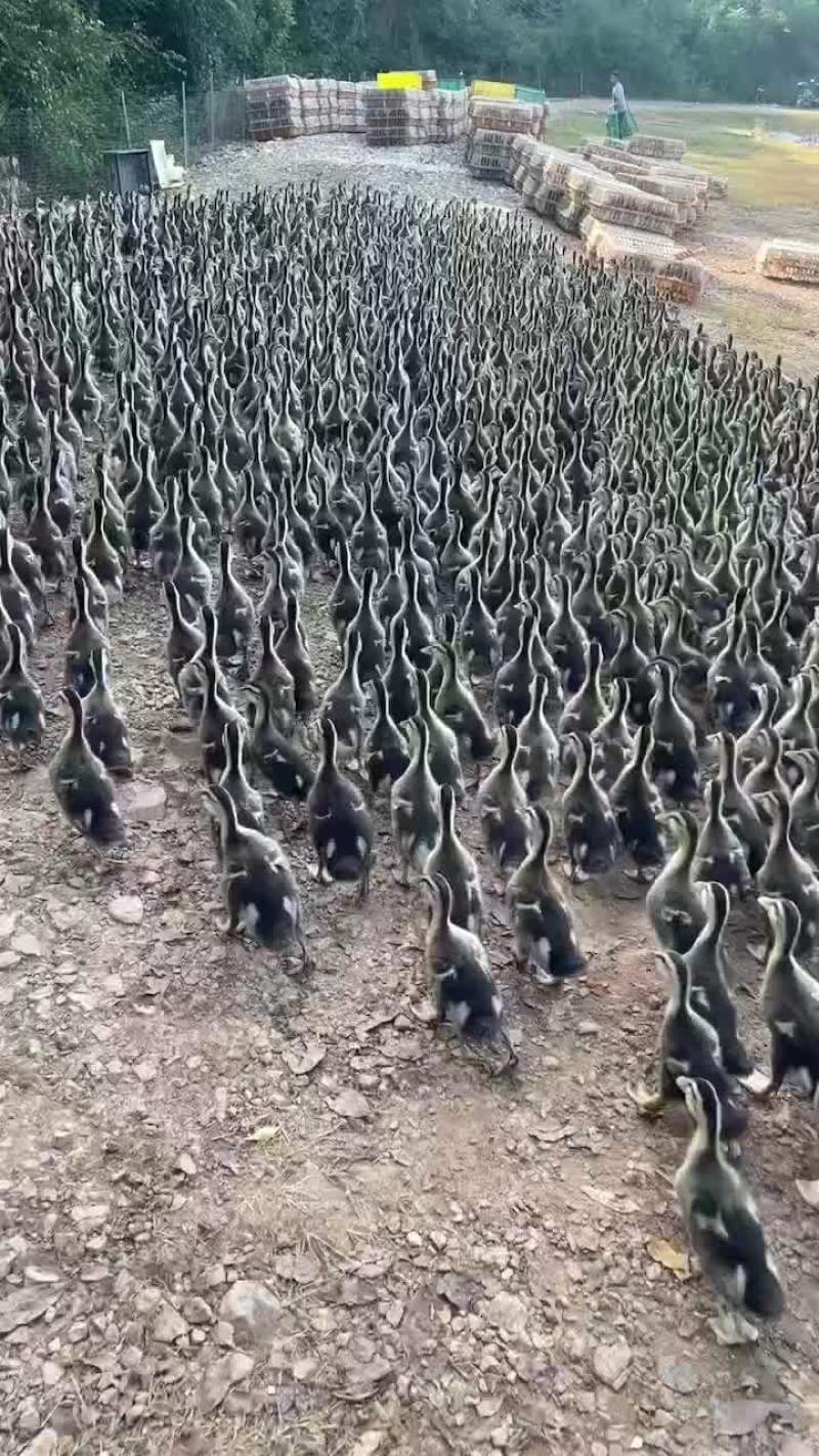 出壳苗斤苗