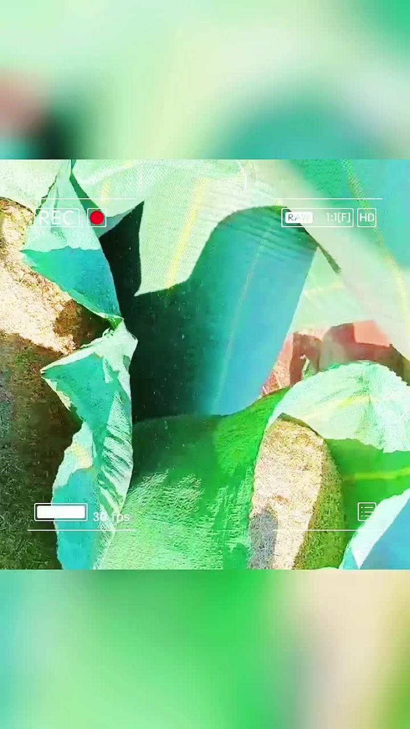 牛羊草料