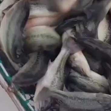 鲈鱼苗，产地自销，有量可以送货上门