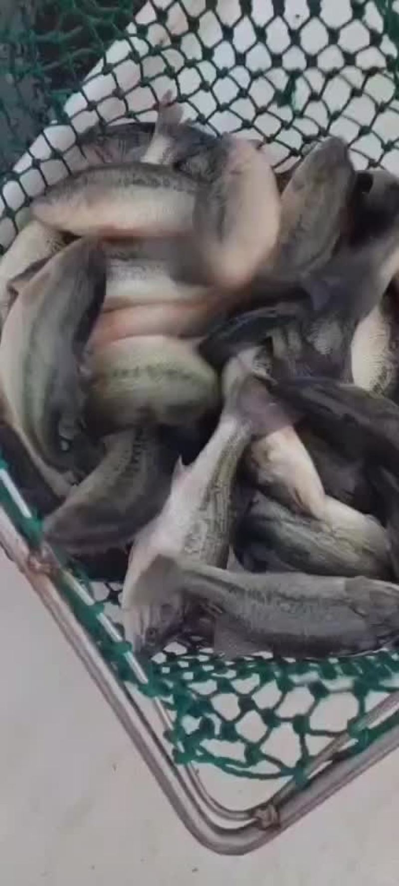 鲈鱼苗，产地自销，有量可以送货上门
