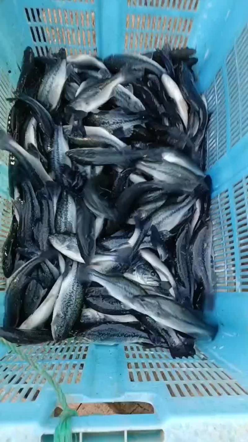 鲈鱼苗，产地自销，有量可以送货上门