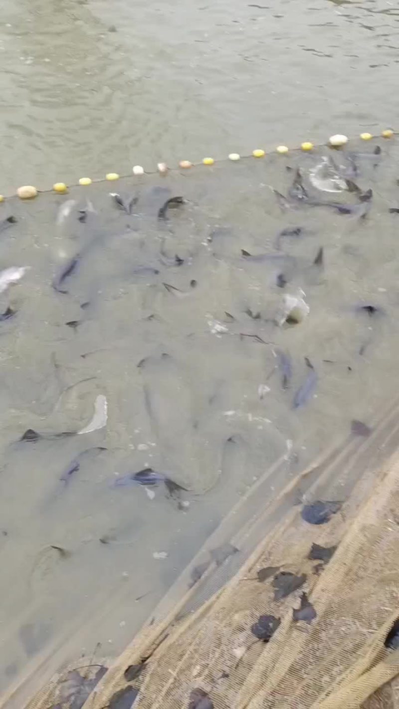 鸭嘴鲟鱼，人工驯化养殖，可以吃饲料，蜉蝣