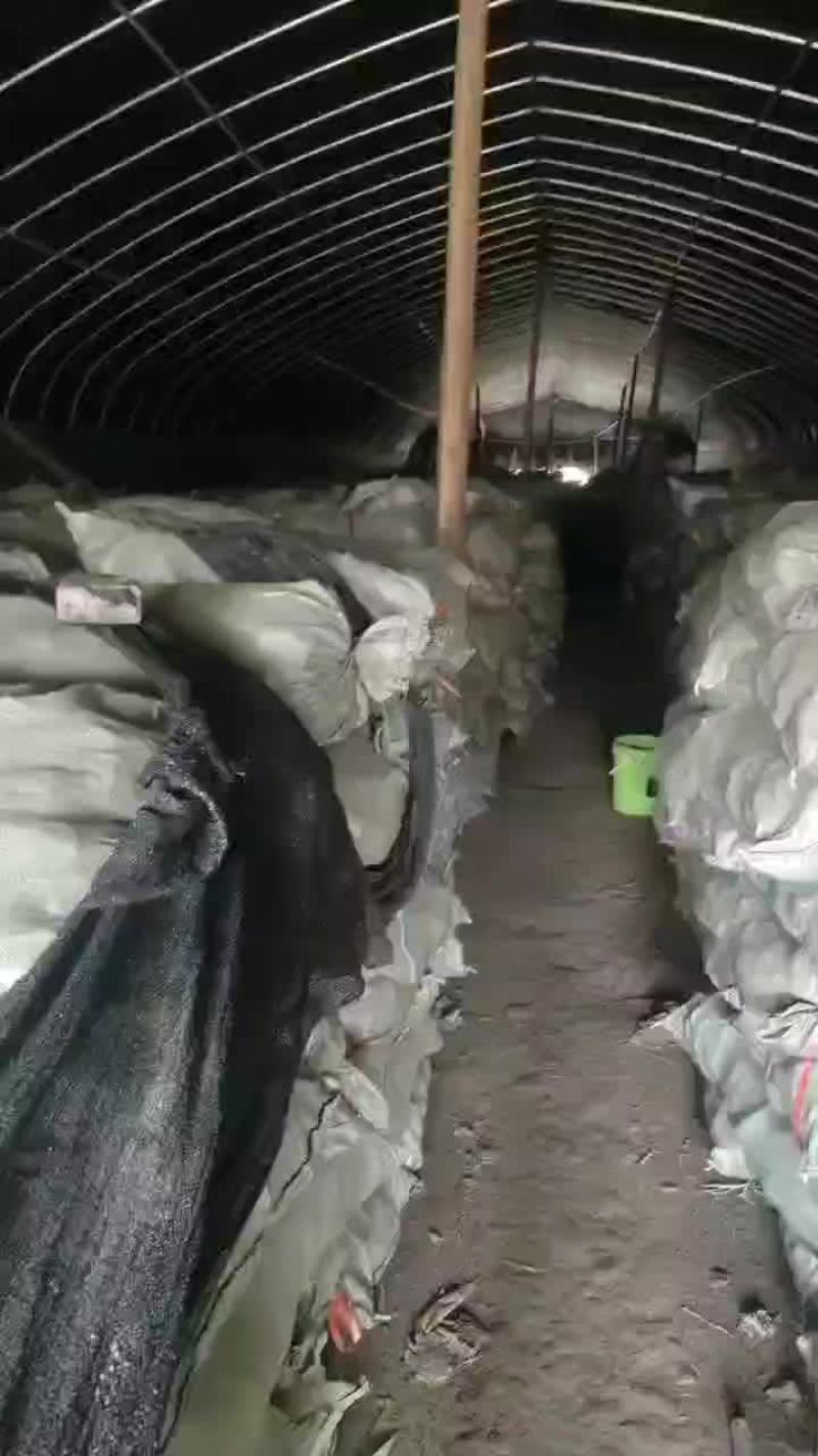 窖藏薯