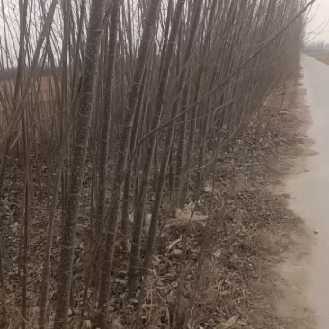 107速生杨树苗大量出售