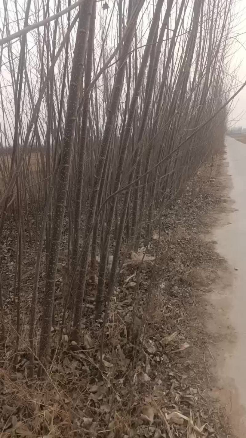 107速生杨树苗大量出售