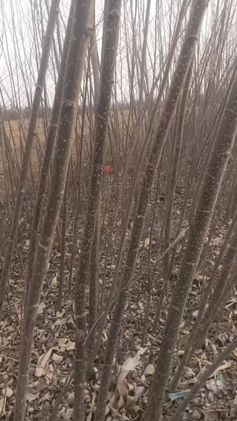 107速生杨树苗大量出售