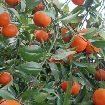 沃柑