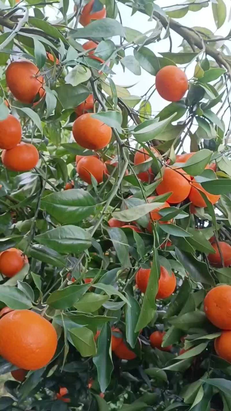 沃柑