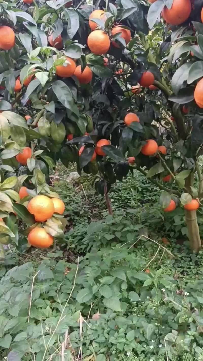 沃柑