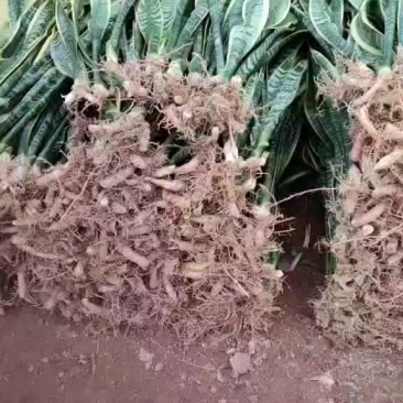 裸根虎皮兰高度70-80厘米阳台绿植四季好活金边虎尾兰