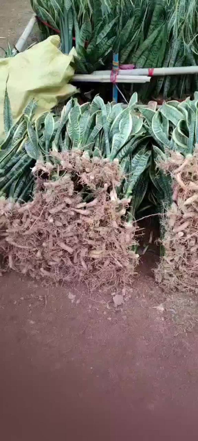 裸根虎皮兰高度70-80厘米阳台绿植四季好活金边虎尾兰