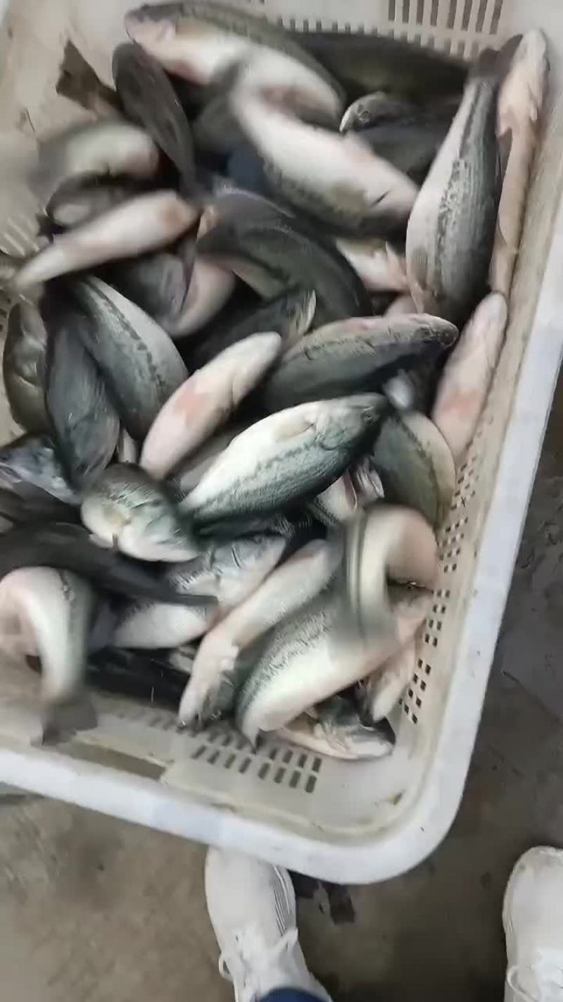 鲈鱼苗，产地自销，有量可以送货上门