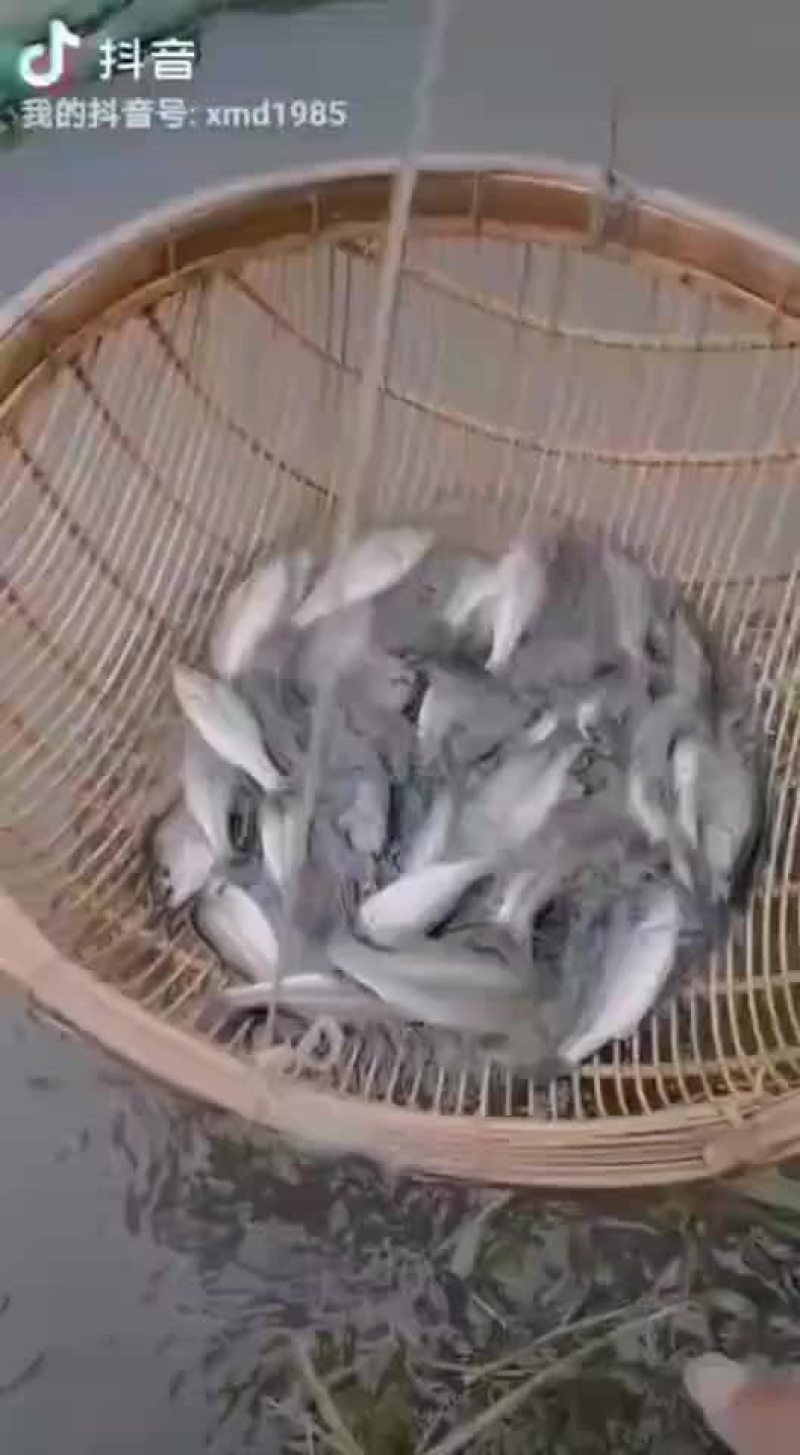 鲈鱼苗，产地自销，有量可以送货上门