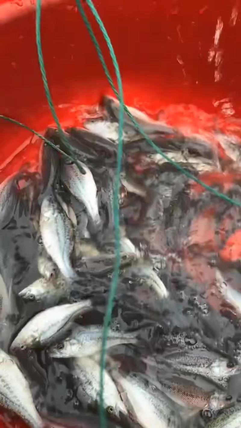 鲈鱼苗，产地自销，有量可以送货上门